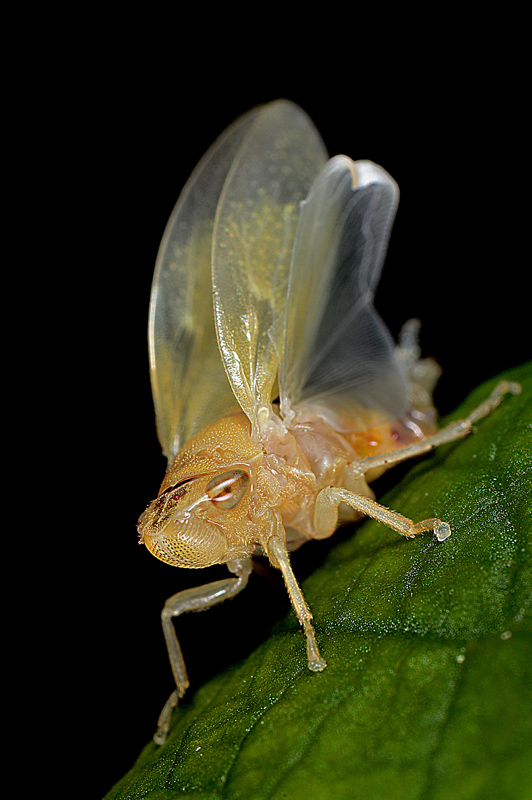 Aphrophora cfr.alni (Cicadomorpha Aphrophoridae)